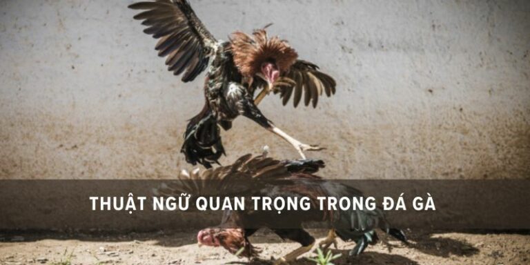 các thuật ngữ đá gà