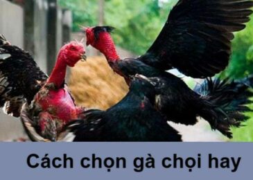 cách chọn gà chọi hay