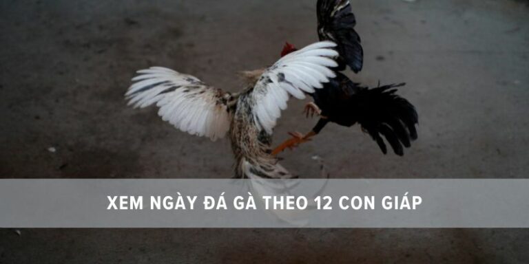 coi ngày đá gà 12 con giáp