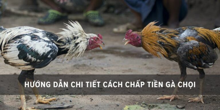 hướng dẫn chấp tiền gà chọi