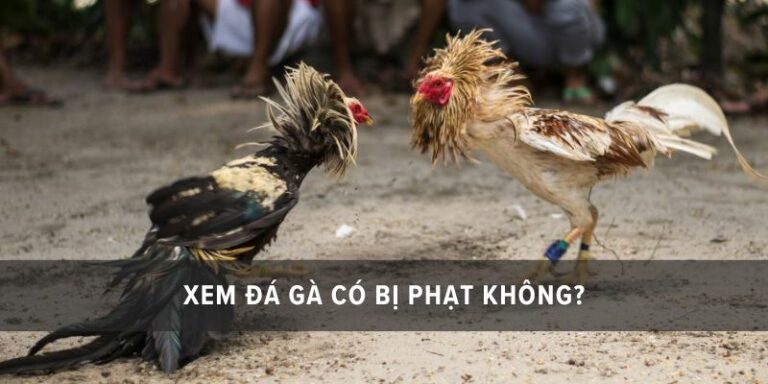 xem đá gà có bị bắt không
