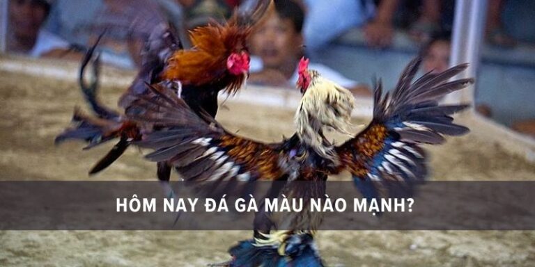 xem ngày tốt đá gà