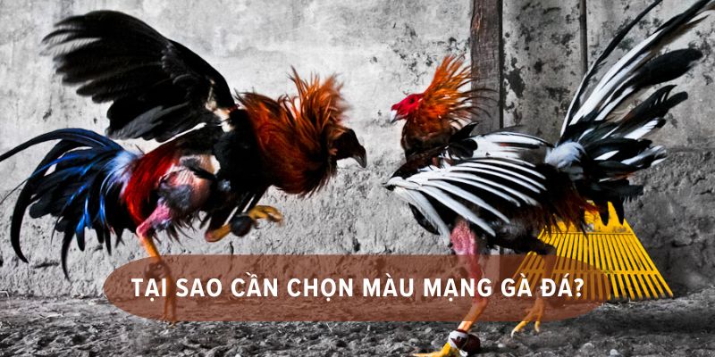 bí kíp xem ngày đá gà