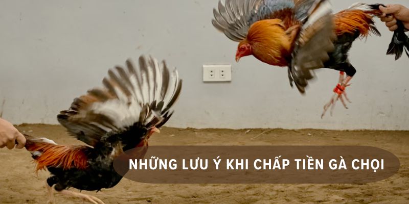 cách chấp tiền gà chọi chi tiết
