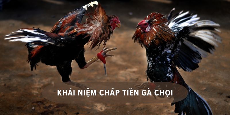 cách chấp tiền gà chọi