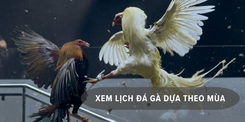 cách xem ngày đá gà
