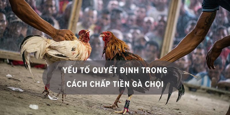 chấp tiền gà chọi