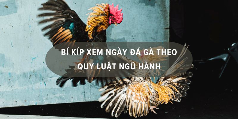 hôm nay đá gà màu nào mạnh